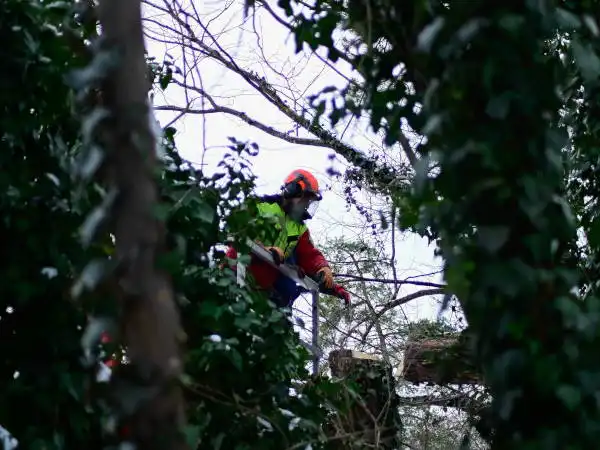 Ein Baum befallen mit Efeu