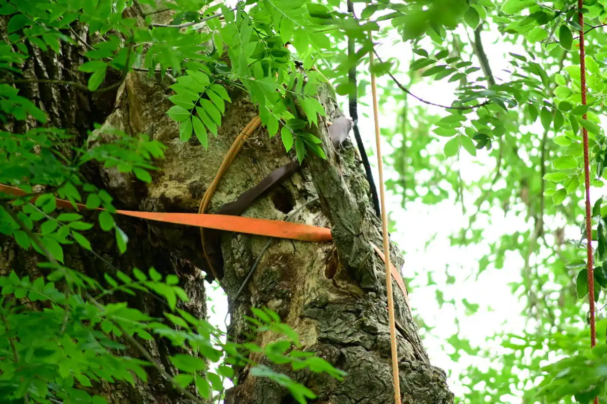 Sicherungen der Baumkrone mithilfe von Gurten