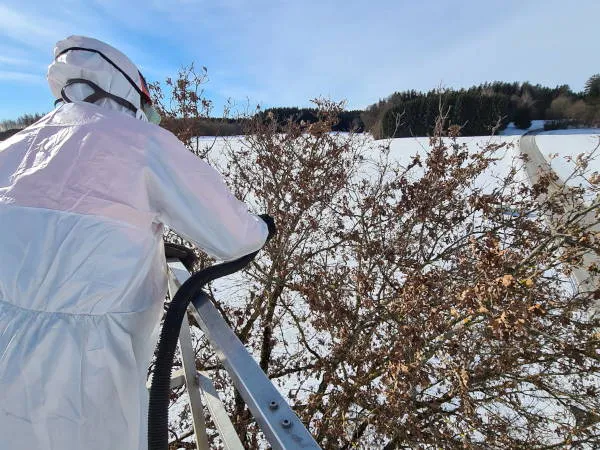 Entfernung von Schädlingen im Baum im Schutzanzug