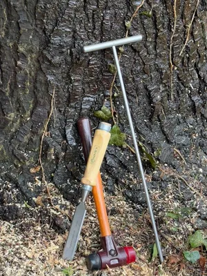 Werkzeuge vor einem Baum zur regelmäßigen Kontrolle
