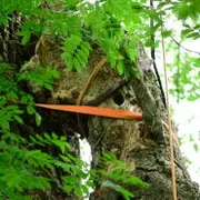 Habitatbäume & Artenschutz