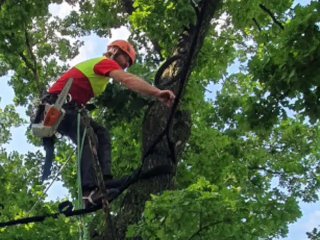 Einbau von Kronensicherungen