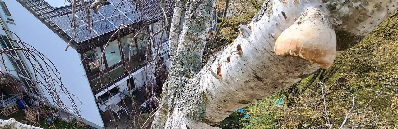 Baum im privaten Garten mit Pilzbewuchs