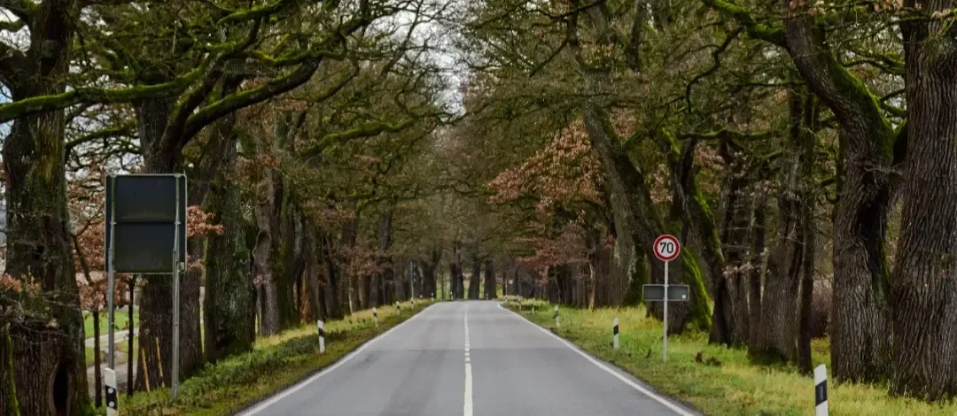 Straße nach Starnberg mit Bäumen am Straßenrand